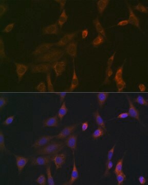 Anti-KRAS+HRAS+NRAS antibody produced in rabbit