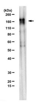 Anti-SETDB1 Antibody, clone F0838 clone F0838, from mouse