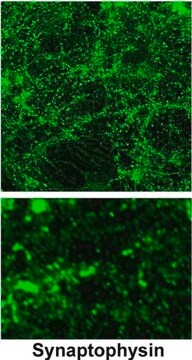 抗突触素 兔抗 affinity isolated antibody