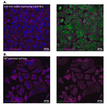 Anti-Cas9 Antibody, clone 8G4