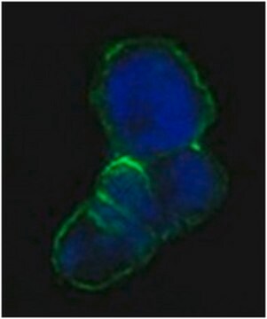 Anti-LCN1 Antibody, clone 10B10 ascites fluid, clone 10B10, from mouse