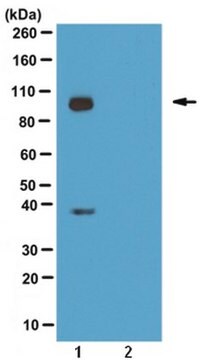 Anti-phospho GluR4 (Ser842) Antibody from rabbit, purified by affinity chromatography