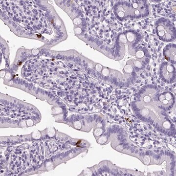 Anti-OR14A2 antibody produced in rabbit Prestige Antibodies&#174; Powered by Atlas Antibodies, affinity isolated antibody, buffered aqueous glycerol solution