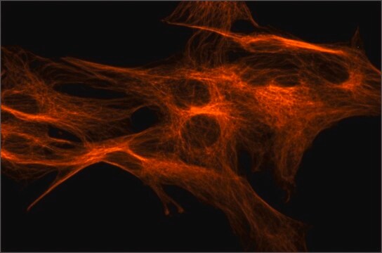 Anti-&#946;-Tubulin&#8722;Cy3 antibody, Mouse monoclonal clone TUB 2.1, purified from hybridoma cell culture