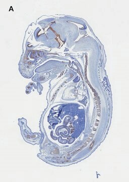 抗SOX9抗体 クローン2B10 ZooMAb&#174;ウサギモノクローナル recombinant, expressed in HEK 293 cells