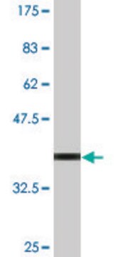 Monoclonal Anti-DAP antibody produced in mouse clone 3C5, purified immunoglobulin, buffered aqueous solution