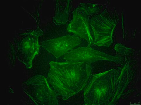 BioTracker&#8482; 497 Green Actin Live Cell Probe