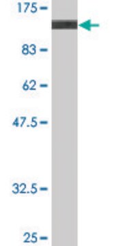 Monoclonal Anti-DBN1 antibody produced in mouse clone 2E11, purified immunoglobulin, buffered aqueous solution