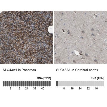 抗SLC43A1抗体 ウサギ宿主抗体 Prestige Antibodies&#174; Powered by Atlas Antibodies, affinity isolated antibody, buffered aqueous glycerol solution