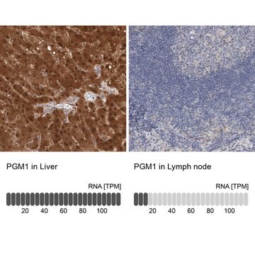 Anti-PGM1 antibody produced in rabbit Prestige Antibodies&#174; Powered by Atlas Antibodies, affinity isolated antibody, buffered aqueous glycerol solution, Ab1