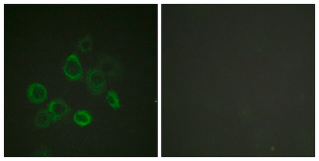 抗 BAX 兔抗 affinity isolated antibody