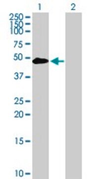 Anti-TYR antibody produced in mouse purified immunoglobulin, buffered aqueous solution