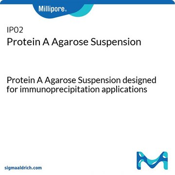 蛋白A琼脂糖混悬剂 Protein A Agarose Suspension designed for immunoprecipitation applications