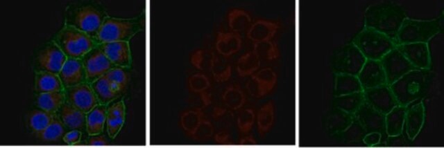 Anti-Akt/PKB Antibody, PH Domain, clone SKB1, Alexa Fluor&#8482; 647 clone SKB1, from mouse, ALEXA FLUOR&#8482; 647