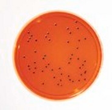 HEIMPLATE Agar XLD - LI EP+USP 30 mL Selective media for the isolation of Salmonella and Shigella in pharmaceuticals and clinical materials