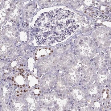 Anti-LHX1 antibody produced in rabbit Prestige Antibodies&#174; Powered by Atlas Antibodies, affinity isolated antibody