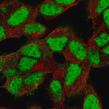 Anti-XRCC5 antibody produced in rabbit Prestige Antibodies&#174; Powered by Atlas Antibodies, affinity isolated antibody