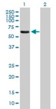 Anti-EPS8L1 antibody produced in mouse purified immunoglobulin, buffered aqueous solution