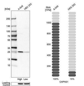 Anti-CAPNS1 antibody produced in rabbit Prestige Antibodies&#174; Powered by Atlas Antibodies, affinity isolated antibody, buffered aqueous glycerol solution