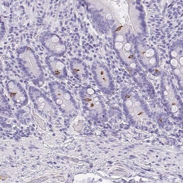 Anti-AVIL antibody produced in rabbit Prestige Antibodies&#174; Powered by Atlas Antibodies, affinity isolated antibody, buffered aqueous glycerol solution