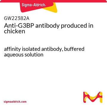 Anti-G3BP antibody produced in chicken affinity isolated antibody, buffered aqueous solution