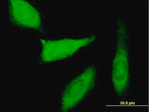 Anti-PEG10 antibody produced in mouse IgG fraction of antiserum, buffered aqueous solution