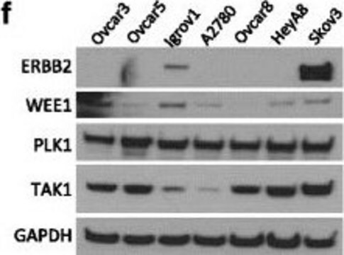 Anticorps anti-PLK1, clone&nbsp;35-206 clone 35-206, Upstate&#174;, from mouse