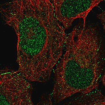 Anty-DOC2A Prestige Antibodies&#174; Powered by Atlas Antibodies, affinity isolated antibody