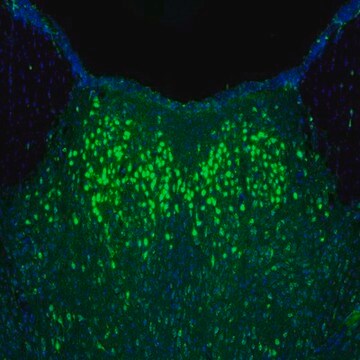 Anti-NAGLU antibody produced in rabbit Prestige Antibodies&#174; Powered by Atlas Antibodies, affinity isolated antibody, buffered aqueous glycerol solution