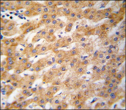 Anti-ARMC6 (N-term) antibody produced in rabbit saturated ammonium sulfate (SAS) precipitated, buffered aqueous solution