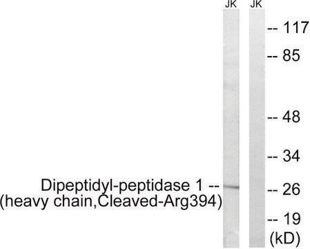 Anti-Dipeptidyl-peptidase 1 (heavy chain, Cleaved-Arg394) antibody produced in rabbit affinity isolated antibody