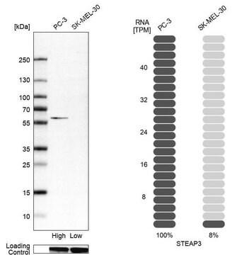 Anti-STEAP3 antibody produced in rabbit Prestige Antibodies&#174; Powered by Atlas Antibodies, affinity isolated antibody, buffered aqueous glycerol solution