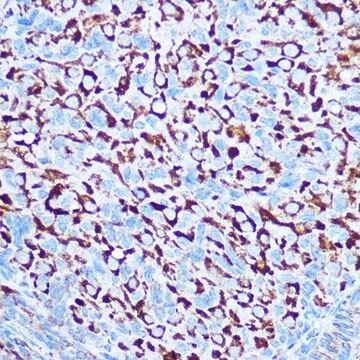 Anti- CASP1 antibody produced in rabbit