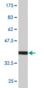 Monoclonal Anti-PPOX, (C-terminal) antibody produced in mouse clone 2F12, purified immunoglobulin, buffered aqueous solution