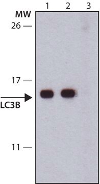 抗-LC3B抗体，小鼠单克隆 clone LC3B-6, purified from hybridoma cell culture