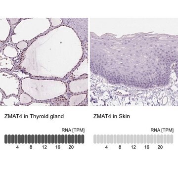 Anti-ZMAT4 antibody produced in rabbit Prestige Antibodies&#174; Powered by Atlas Antibodies, affinity isolated antibody, buffered aqueous glycerol solution