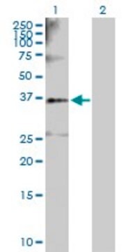 Anti-SGOL1 antibody produced in rabbit purified immunoglobulin, buffered aqueous solution