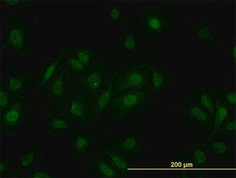 Monoclonal Anti-PCQAP antibody produced in mouse clone 4A4, purified immunoglobulin, buffered aqueous solution