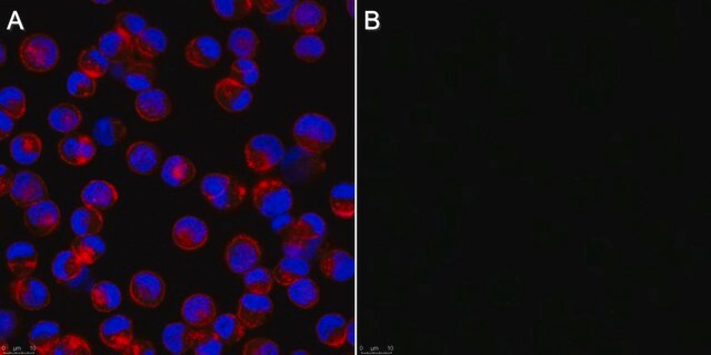 Anti-Influenza-A-Antikörper, Nukleoprotein, Klon&nbsp;A1 clone A1, Chemicon&#174;, from mouse