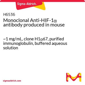 モノクロナール抗HIF-1&#945; マウス宿主抗体 ~1&#160;mg/mL, clone H1&#945;67, purified immunoglobulin, buffered aqueous solution