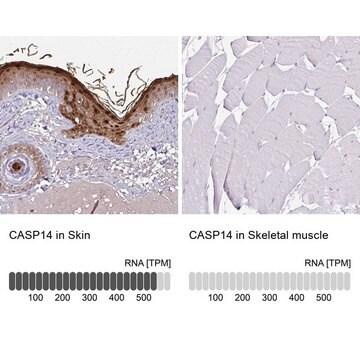 Anti-CASP14 antibody produced in rabbit Prestige Antibodies&#174; Powered by Atlas Antibodies, affinity isolated antibody, buffered aqueous glycerol solution