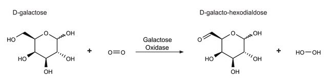 半乳糖氧化酶 来源于树状指孢霉 lyophilized powder, &#8805;3,000&#160;units/g solid