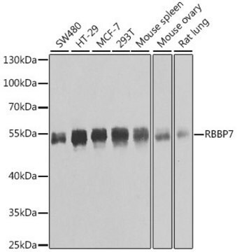 Anti-RBBP7 antibody produced in rabbit