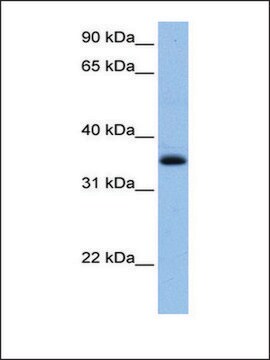 Anti-CHN2 antibody produced in rabbit affinity isolated antibody