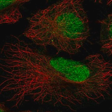 Anti-ATRIP antibody produced in rabbit Prestige Antibodies&#174; Powered by Atlas Antibodies, affinity isolated antibody