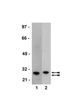 Anti-GST Tag Antibody Upstate&#174;, from mouse