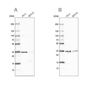 Anti-DNAJC9 antibody produced in rabbit Prestige Antibodies&#174; Powered by Atlas Antibodies, affinity isolated antibody, buffered aqueous glycerol solution