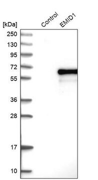 抗EMID1 ウサギ宿主抗体 Prestige Antibodies&#174; Powered by Atlas Antibodies, affinity isolated antibody, buffered aqueous glycerol solution