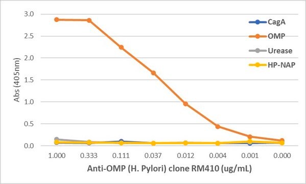 Anti-OMP (Helicobacter Pylori) Rabbit Monoclonal Antibody clone RM410, affinity purified immunoglobulin