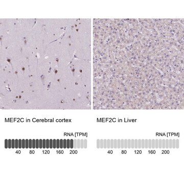 Anti-MEF2C antibody produced in rabbit Prestige Antibodies&#174; Powered by Atlas Antibodies, affinity isolated antibody, buffered aqueous glycerol solution